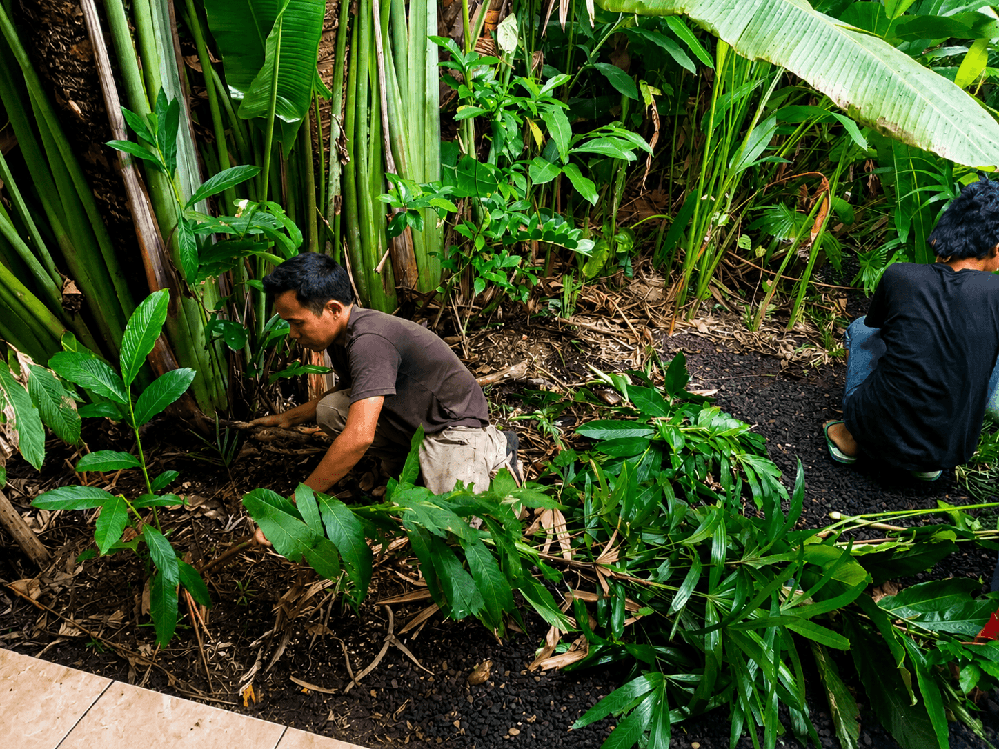 Layanan perawatan kebun dan taman profesional bali — foto 4